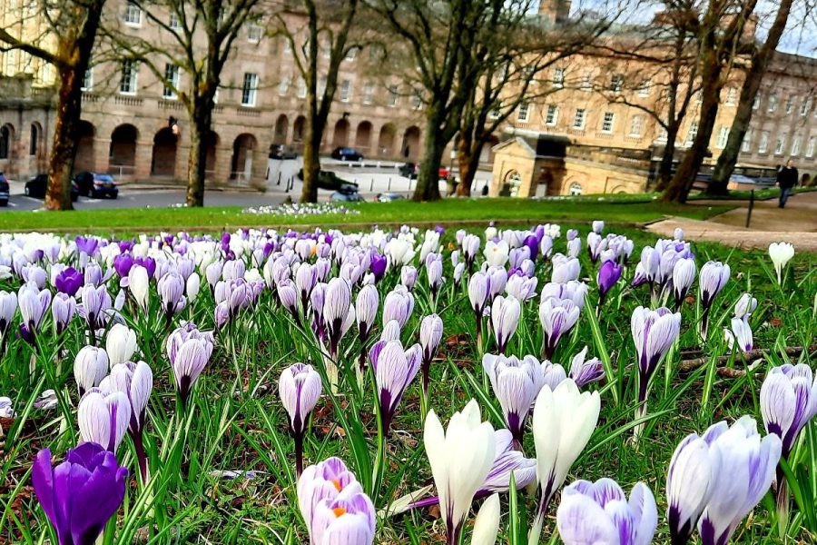 purple and white crocuses on a grassy bank