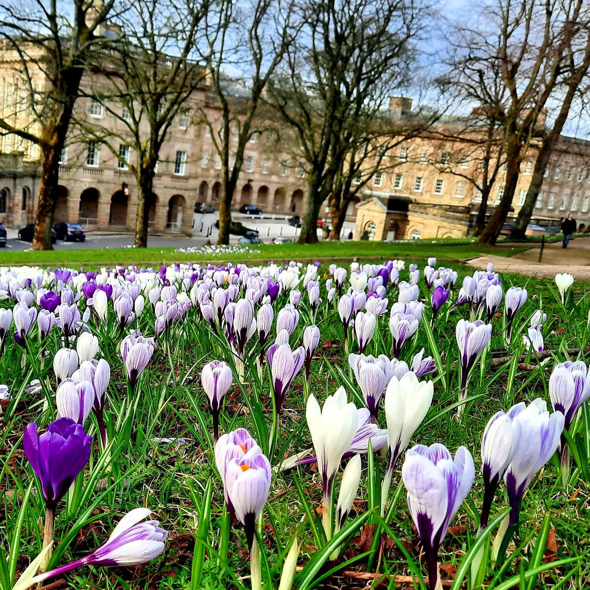 purple and white crocuses on a grassy bank