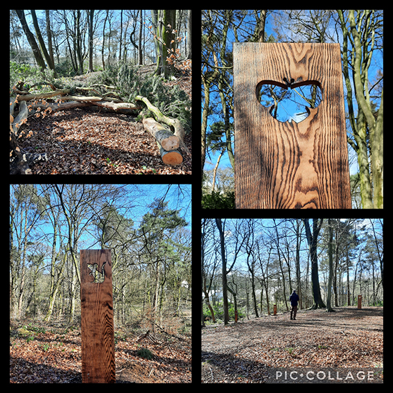 A collage of photos  of boards with cut out animal shapes situated in Gadley Wood.