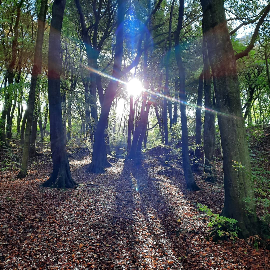 Sunlight comes through the trees and casts shadows on the leafy woodland floor