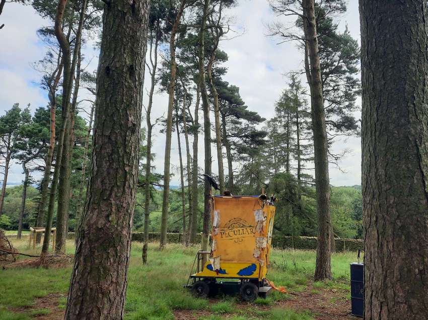 A yellow and blue wooden cart sits amongst the trees in a sparse pine forest.