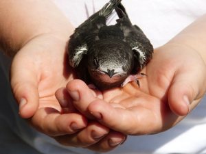 It is a close up of a child's hands cradling a Swift