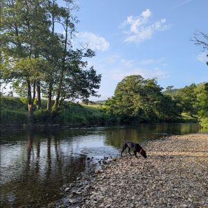 a view of a river with trees on the lefth and side and a dog on a pebbly beach sniffing the ground