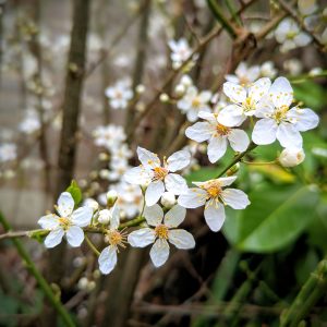 Close up photo of some hawthorn. it has white blossom that has a yellow centre