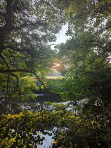 Summer sunlight streams through dappled leaves of trees by a river