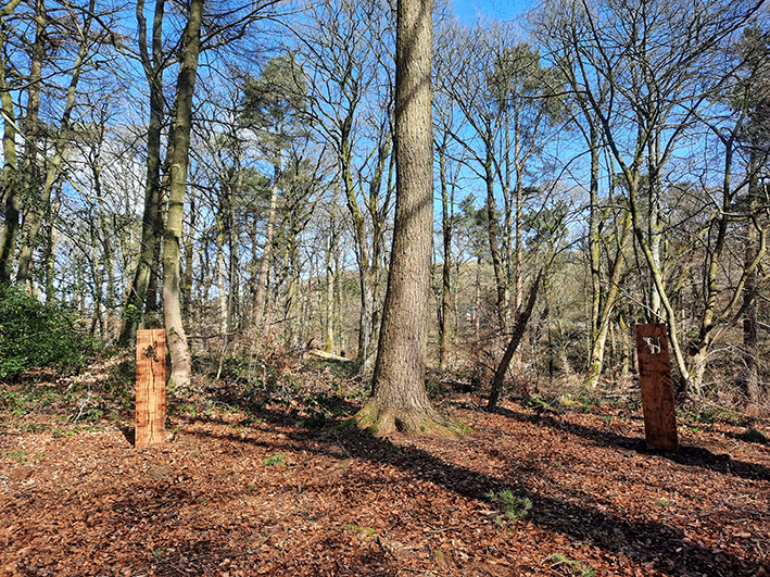 A view of Gadley Woods with blue skies