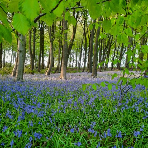 Blubells fill the bottom of the photo as they sit amongst the trees. A dappled light gives the bluebells a smokey look